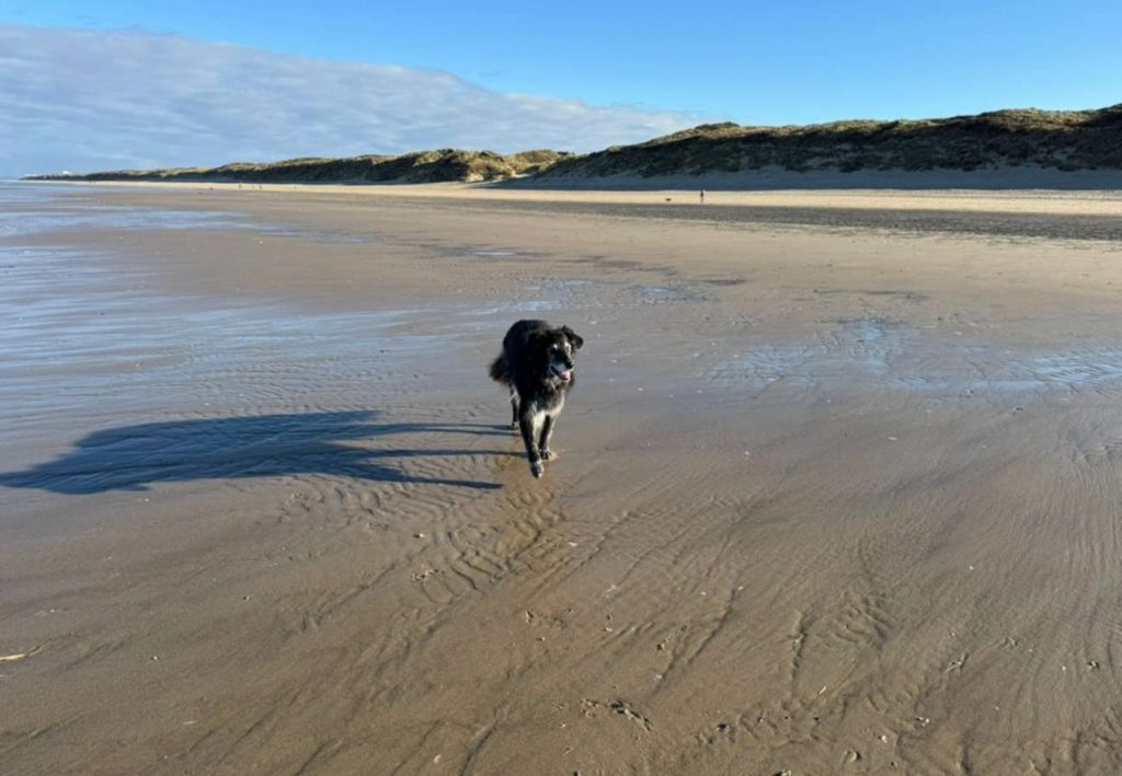 Hund am Strand bei Ebbe
