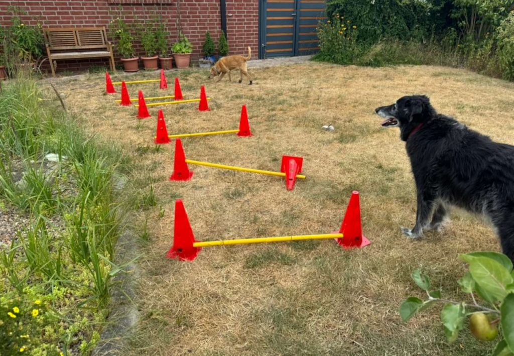 Hindernisparcours für Hunde im Garten