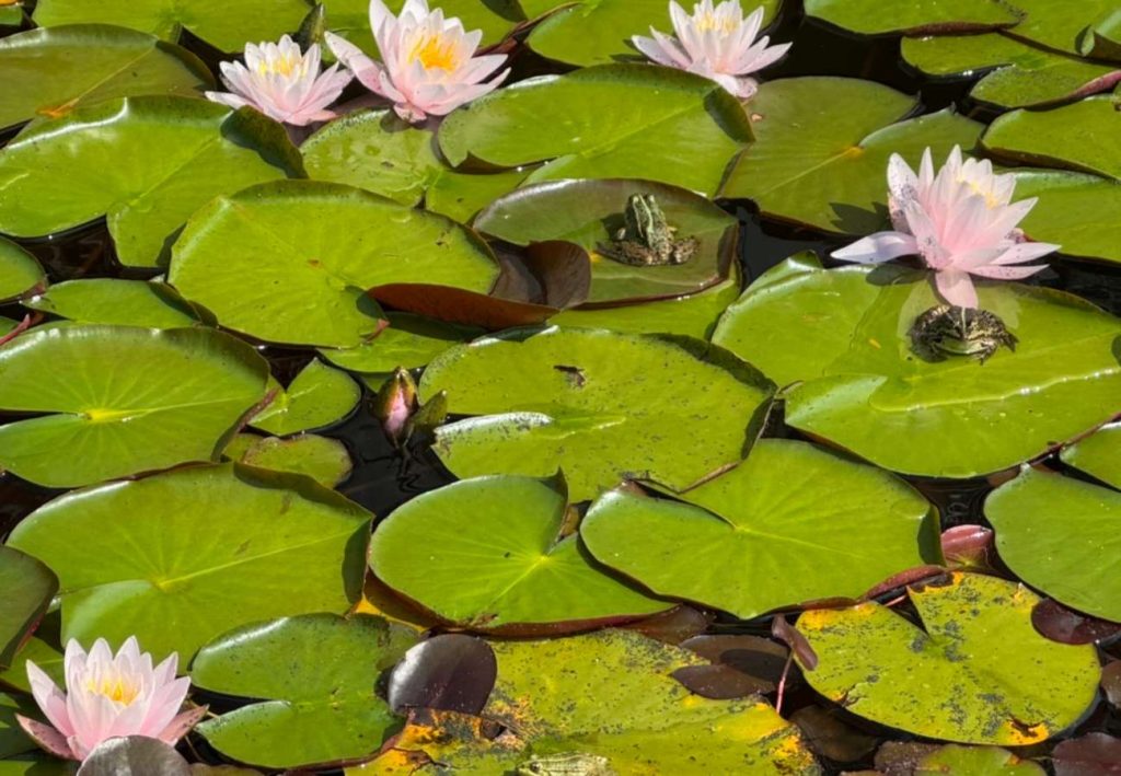 Seerosen mit Fröschen