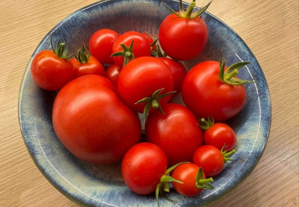 Tomatenernte auf dem Teller