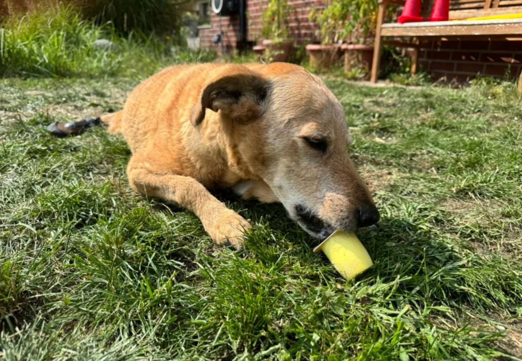 heller Hund schleckt ein Eis