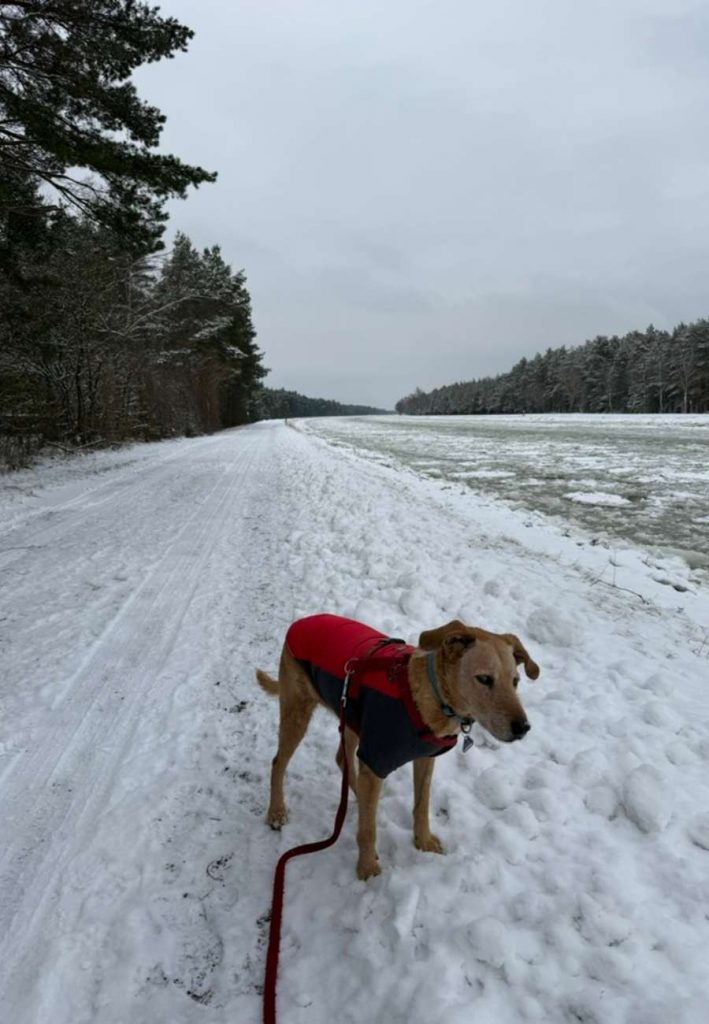 Ein Hund im Wintermantel vor dem zugefrorenen Kanal.
