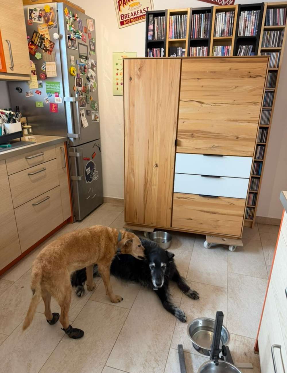 Zwei Hunde liegen vo reinem Schrank und Regalen