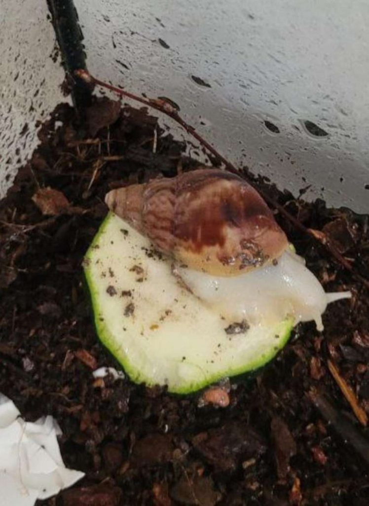 Schnecke in einem Terrarium