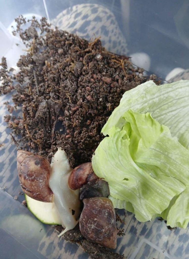 Zwei Schnecken im Terarium