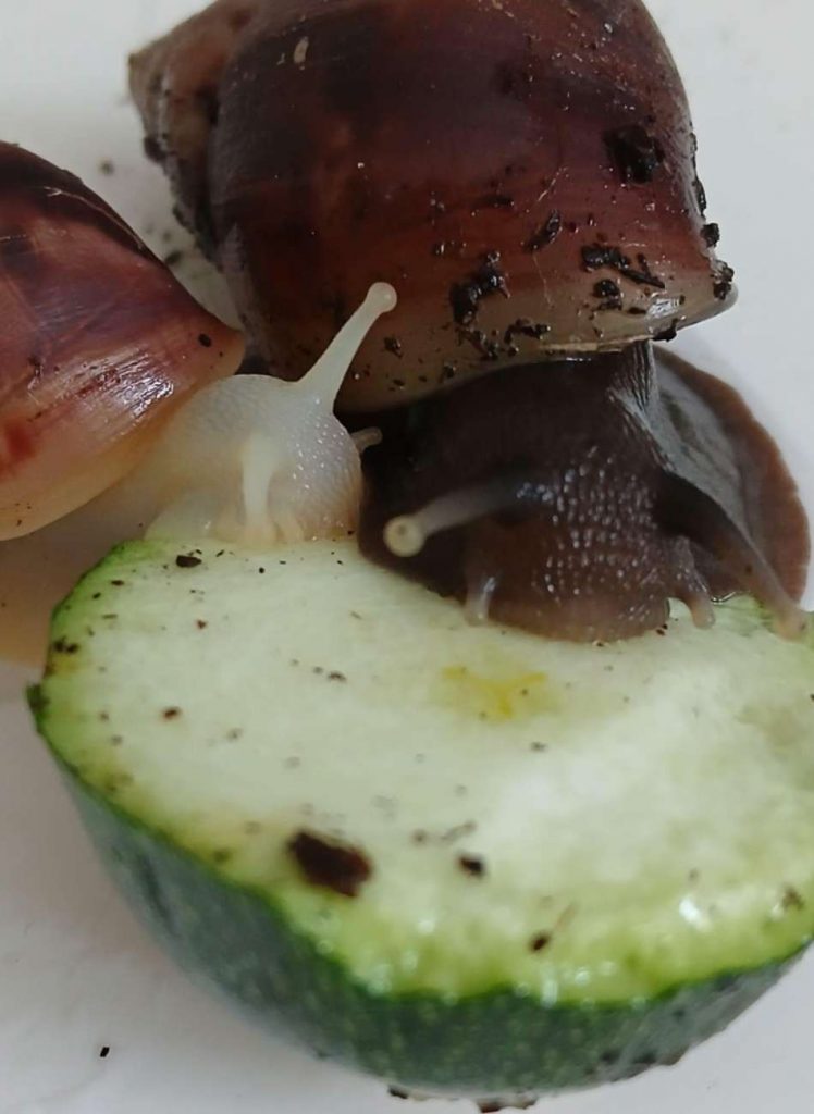 Zwei Schnecken beim Fressen