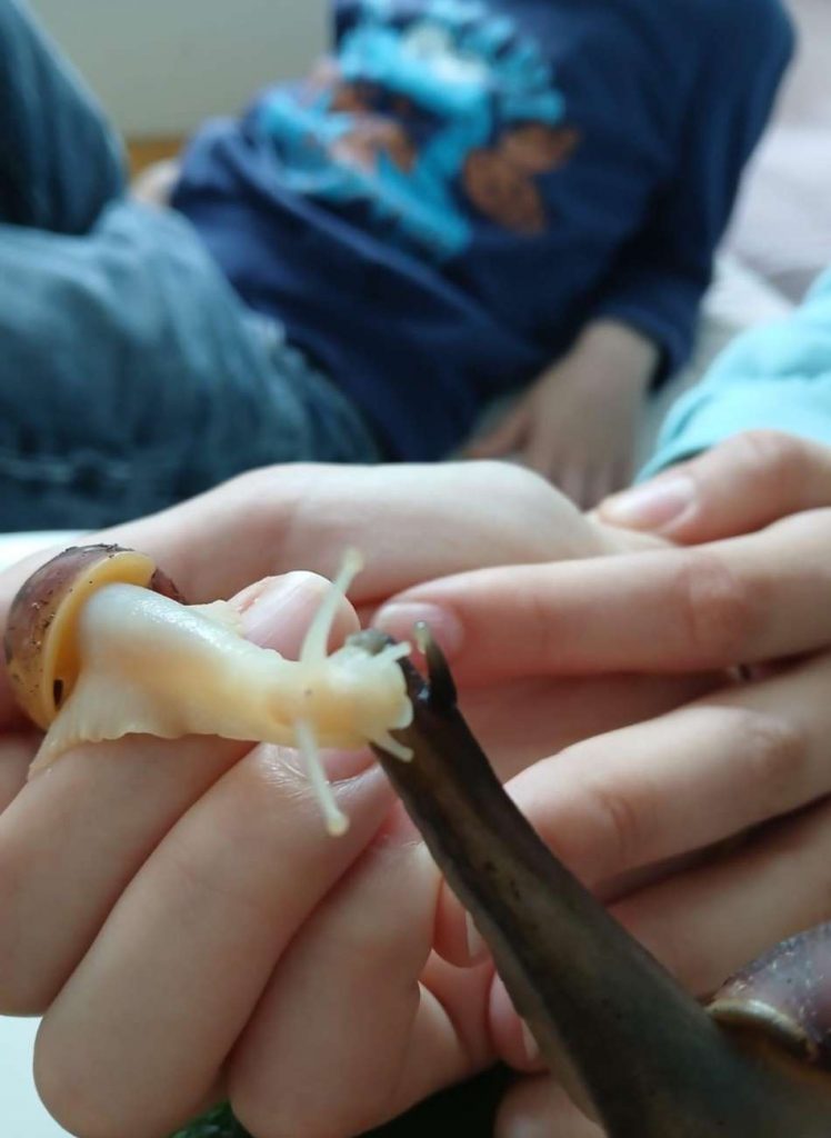 Zwei Schnecken auf der Hand eines Kindes