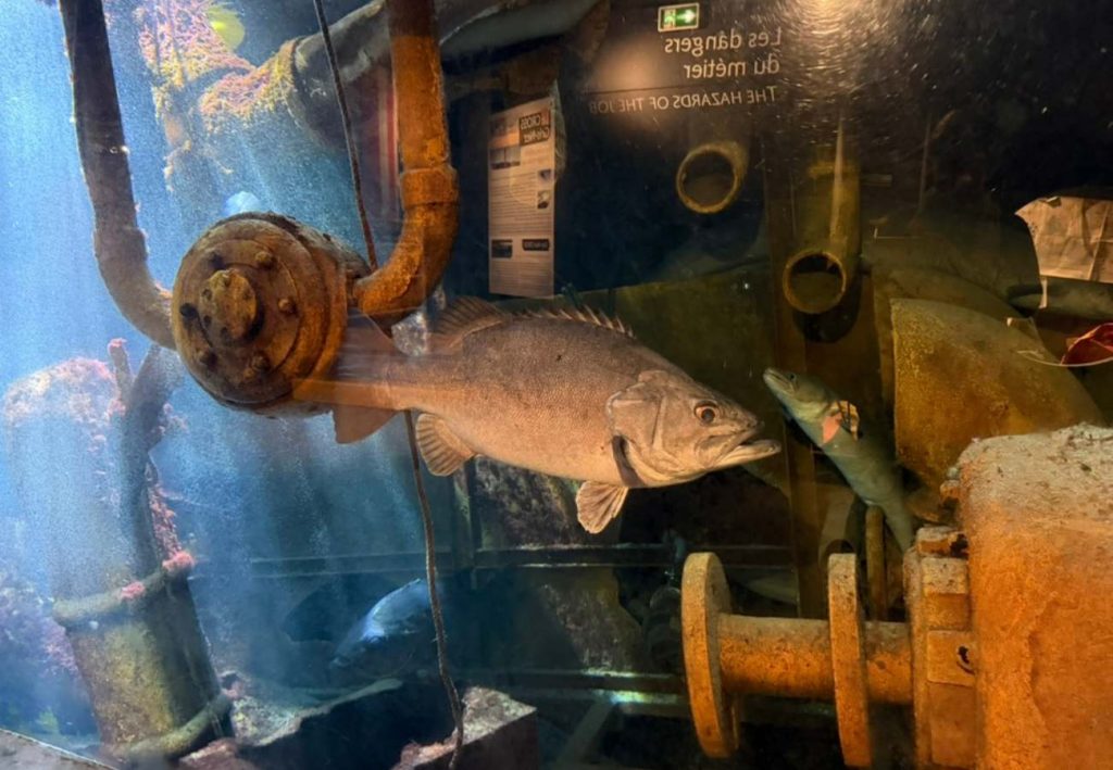 Fisch in einem Aquarium