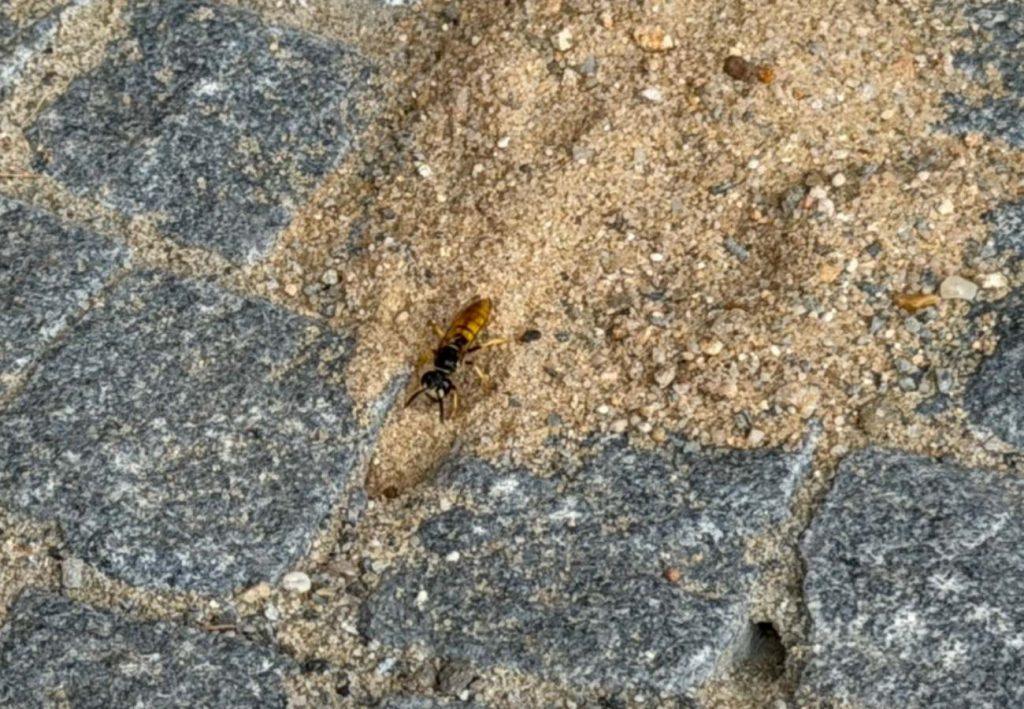 Bienenwolf gräbt sich ein Loch zwischen den Steinen